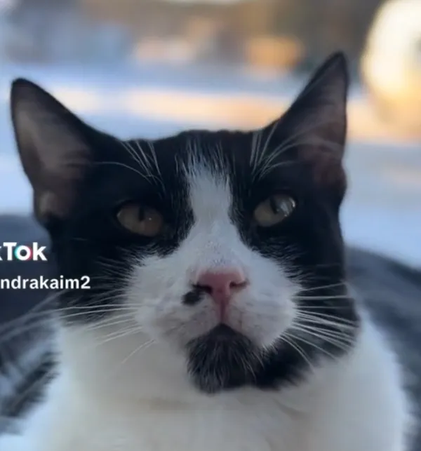 Kot do adopcji, Radom, 1 lutego 2026