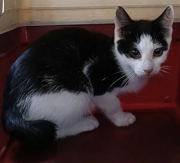 Znaleziono kota, Gdańsk, 3 września 2025