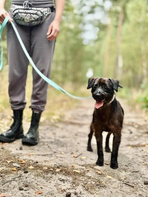 Pies do adopcji, Piła, 20 sierpnia 2025 (3/4)
