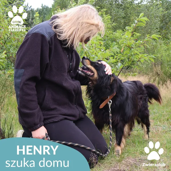 Pies do adopcji, Dąbrówka, 2 września 2025 (3/4)