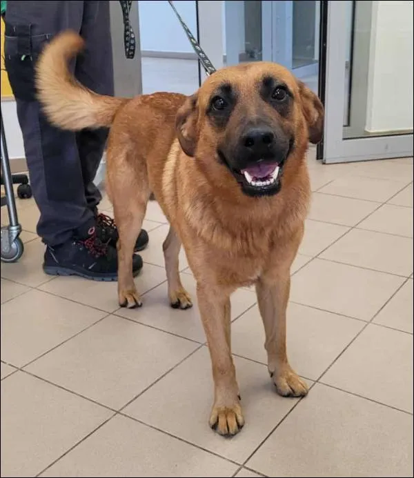 Znaleziono psa, Grudziądz, 31 sierpnia 2025