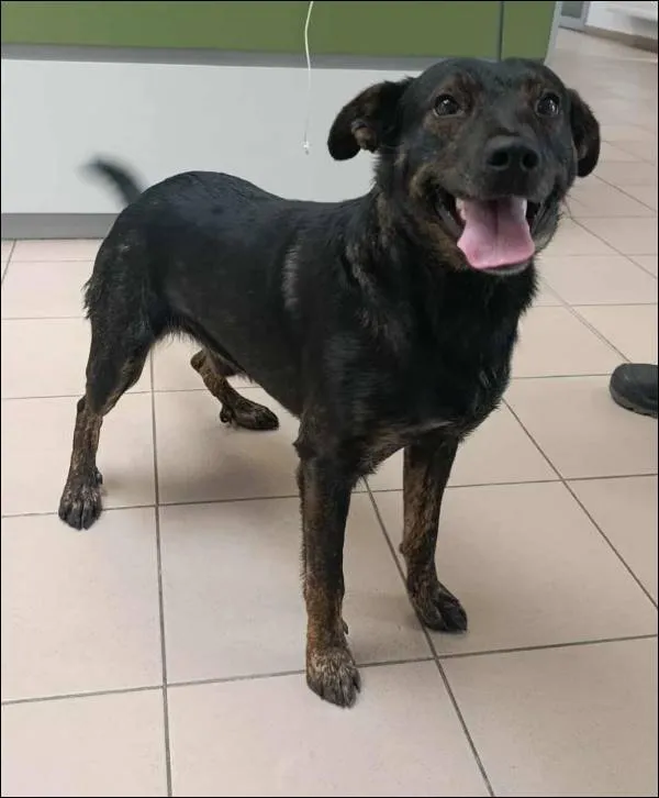 Znaleziono psa, Grudziądz, 28 sierpnia 2025