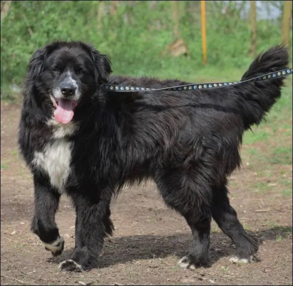 Znaleziono psa, Grudziądz, 31 sierpnia 2025