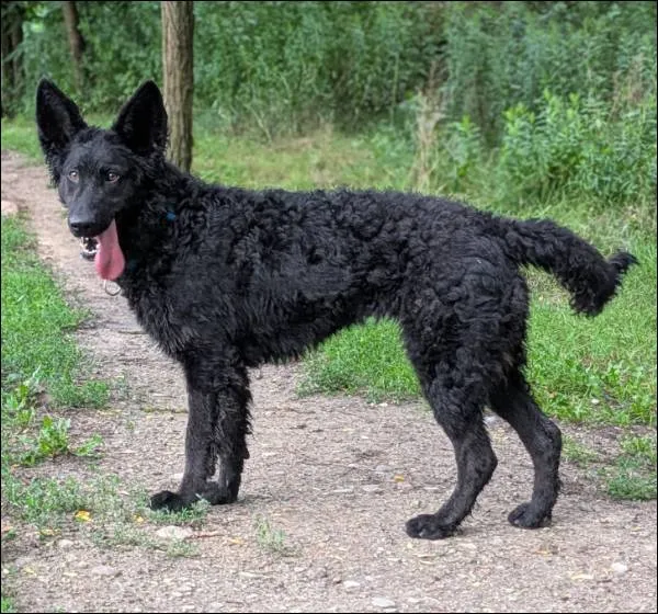 Znaleziono psa, Grudziądz, 12 czerwca 2025