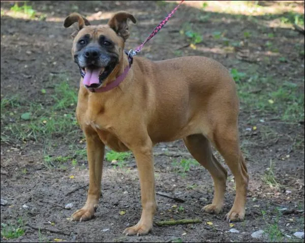 Znaleziono psa, Grudziądz, 16 grudnia 2024