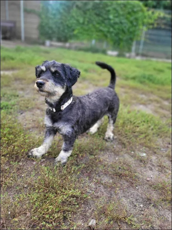 Znaleziono psa, Grudziądz, 18 lipca 2025