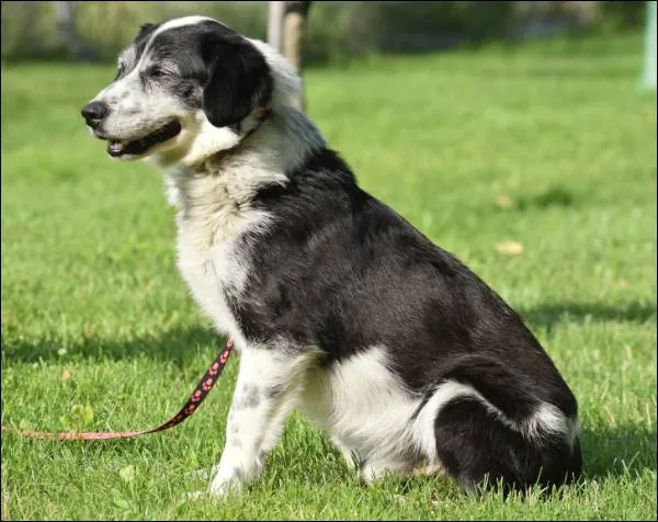 Znaleziono psa, Grudziądz, 18 czerwca 2025