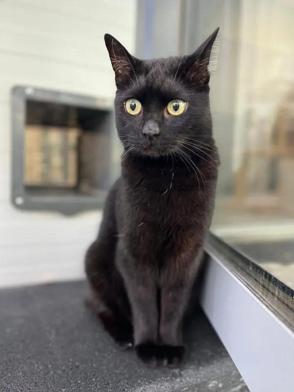 Kot do adopcji, Tychy, 17 sierpnia 2025