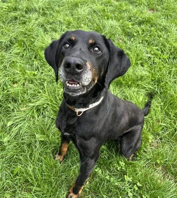 Pies do adopcji, Konin, 26 lipca 2025 (2/2)