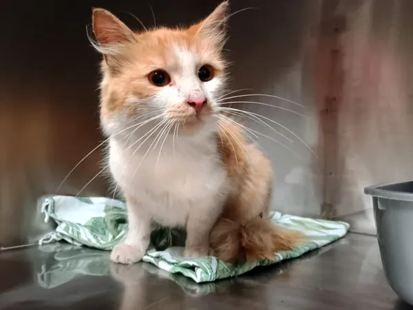 Kot do adopcji, Włocławek, 3 września 2025