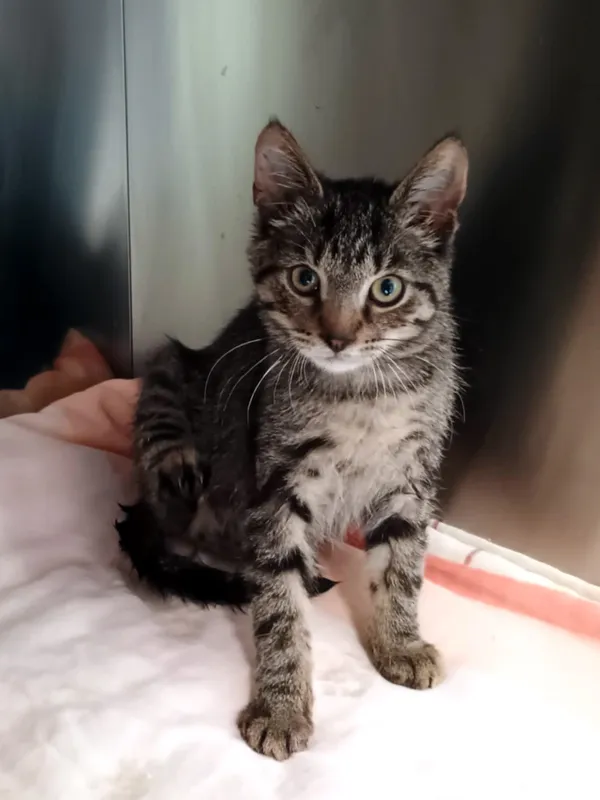 Kot do adopcji, Włocławek, 3 września 2025 (2/5)