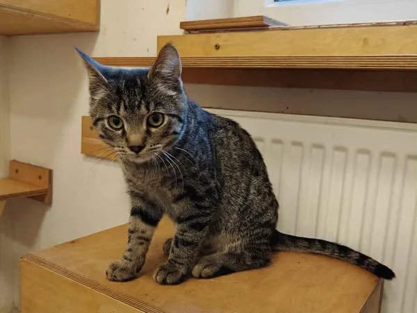 Kot do adopcji, Włocławek, 3 września 2025 (3/5)