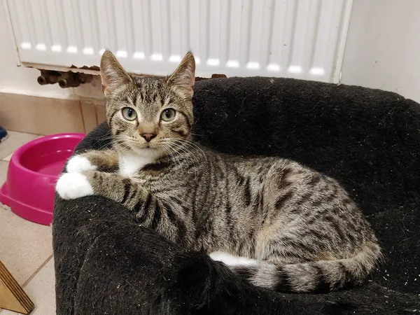 Kot do adopcji, Włocławek, 3 września 2025 (2/5)