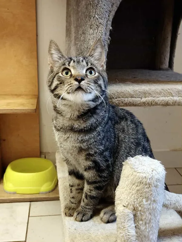 Kot do adopcji, Włocławek, 3 września 2025 (3/5)