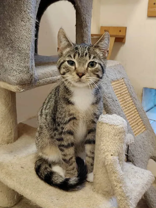 Kot do adopcji, Włocławek, 3 września 2025 (4/5)