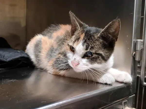 Kot do adopcji, Włocławek, 3 września 2025