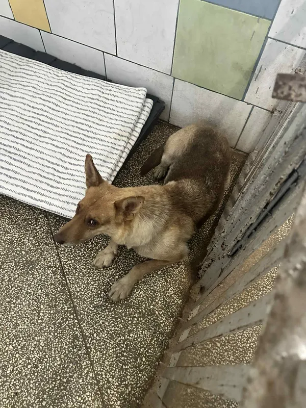 Pies do adopcji, Włocławek, 4 września 2025 (2/3)