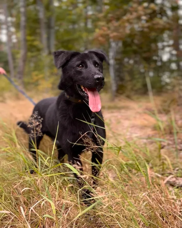 Pies do adopcji, Sosnowice, 8 czerwca 2025