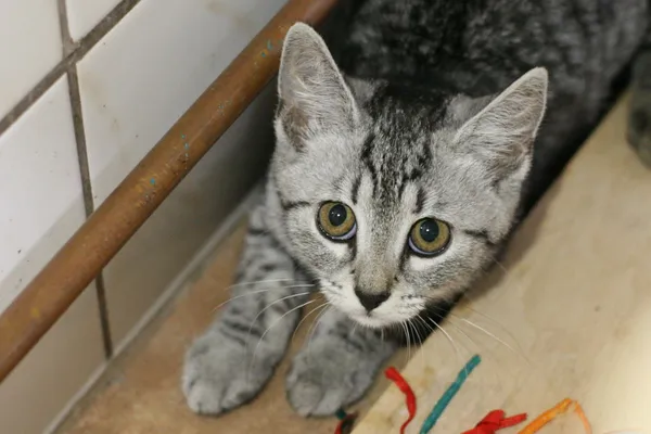 Kot do adopcji, Wałbrzych, 31 lipca 2025