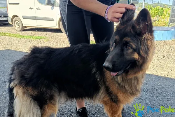 Znaleziono psa, Racławice, 30 sierpnia 2025 (1/3)