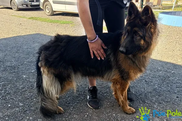 Znaleziono psa, Racławice, 30 sierpnia 2025 (3/3)