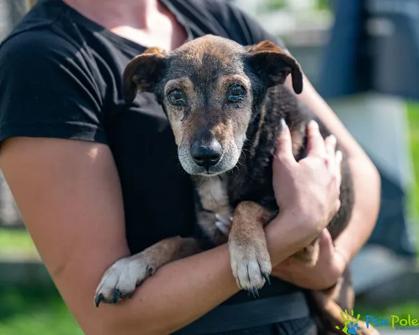 Znaleziono psa, Racławice, 29 sierpnia 2025 (2/5)