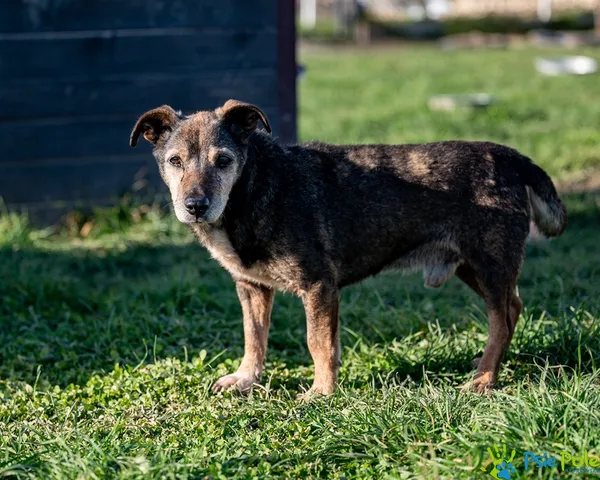 Znaleziono psa, Racławice, 29 sierpnia 2025 (4/5)