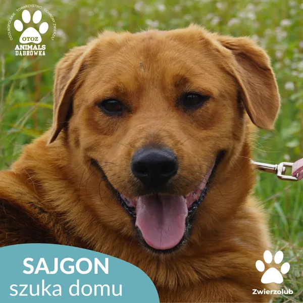 Pies do adopcji, Dąbrówka, 4 września 2025 (1/5)