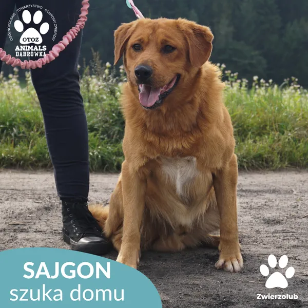 Pies do adopcji, Dąbrówka, 4 września 2025 (3/5)