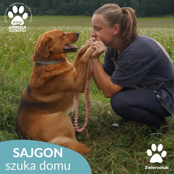 Pies do adopcji, Dąbrówka, 4 września 2025 (5/5)