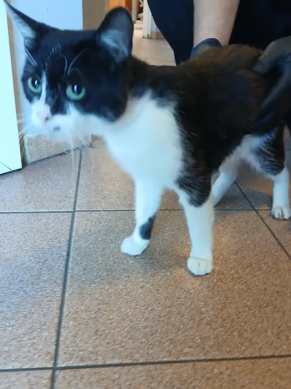 Kot do adopcji, Włocławek, 4 września 2025