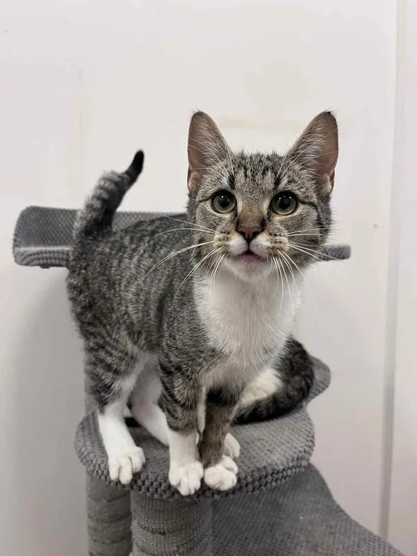 Kot do adopcji, Włocławek, 4 września 2025 (2/5)