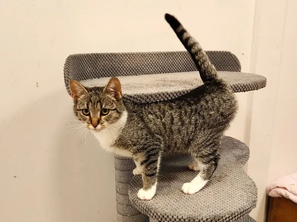 Kot do adopcji, Włocławek, 4 września 2025 (3/5)