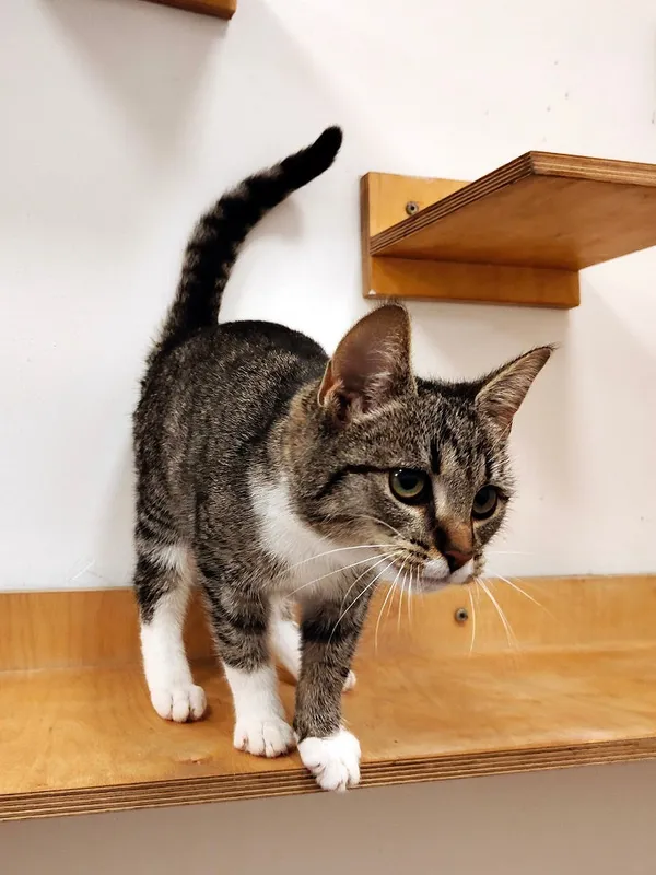 Kot do adopcji, Włocławek, 4 września 2025 (5/5)