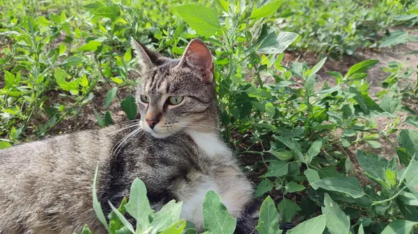 Zaginął kot, Łódź, 4 września 2025