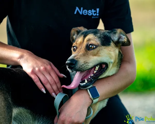 Znaleziono psa, Racławice, 3 września 2025 (5/5)