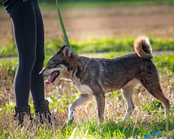Znaleziono psa, Racławice, 2 września 2025 (1/5)