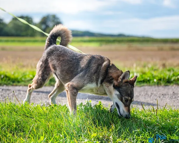Znaleziono psa, Racławice, 2 września 2025 (2/5)