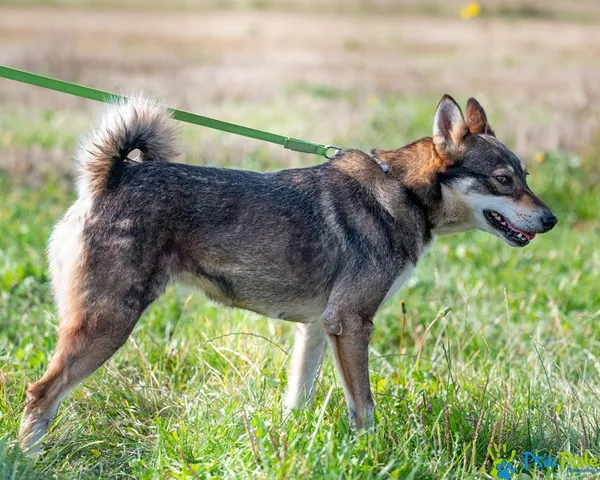 Znaleziono psa, Racławice, 2 września 2025 (5/5)