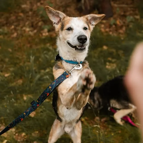 Pies do adopcji, Sosnowice, 12 kwietnia 2025 (2/5)