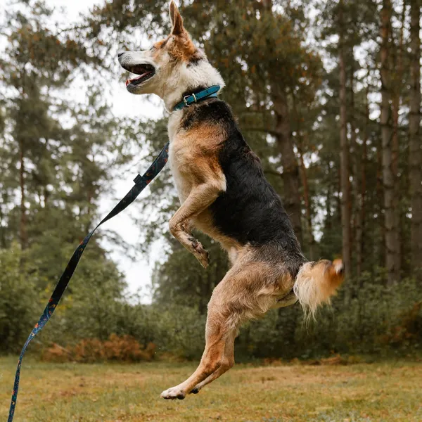 Pies do adopcji, Sosnowice, 12 kwietnia 2025 (3/5)