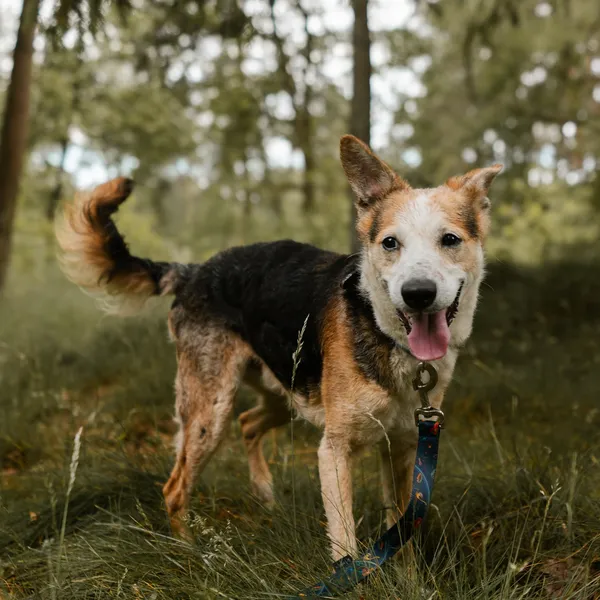 Pies do adopcji, Sosnowice, 12 kwietnia 2025 (4/5)