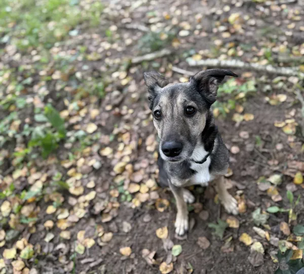 Znaleziono psa, Olsztyn, 29 sierpnia 2025 (1/3)