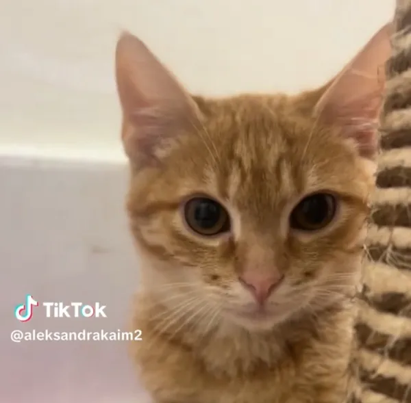 Kot do adopcji, Radom, 17 września 2025