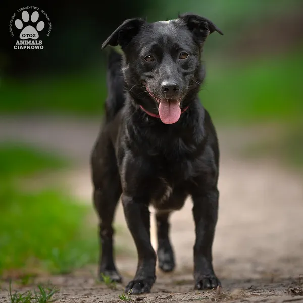 Pies do adopcji, Gdynia, 5 września 2025 (2/4)