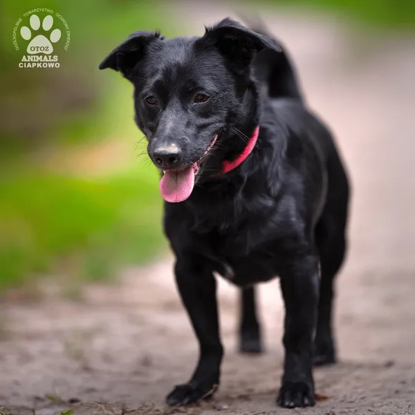 Pies do adopcji, Gdynia, 5 września 2025 (3/4)