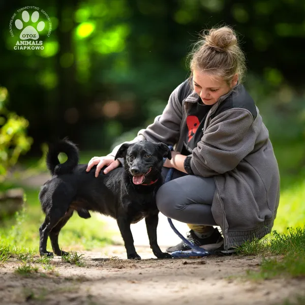 Pies do adopcji, Gdynia, 5 września 2025 (4/4)