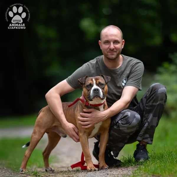 Pies do adopcji, Gdynia, 5 września 2025 (3/4)