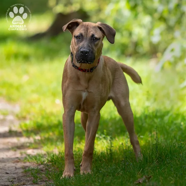 Pies do adopcji, Gdynia, 5 września 2025 (2/4)