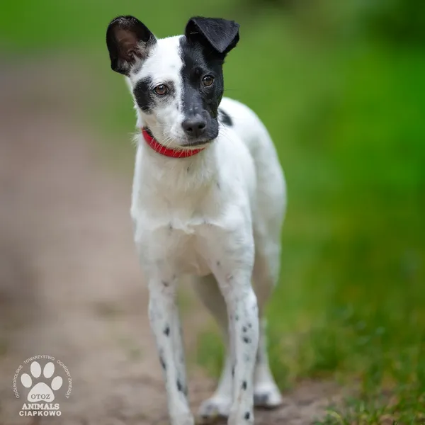 Pies do adopcji, Gdynia, 5 września 2025 (4/4)